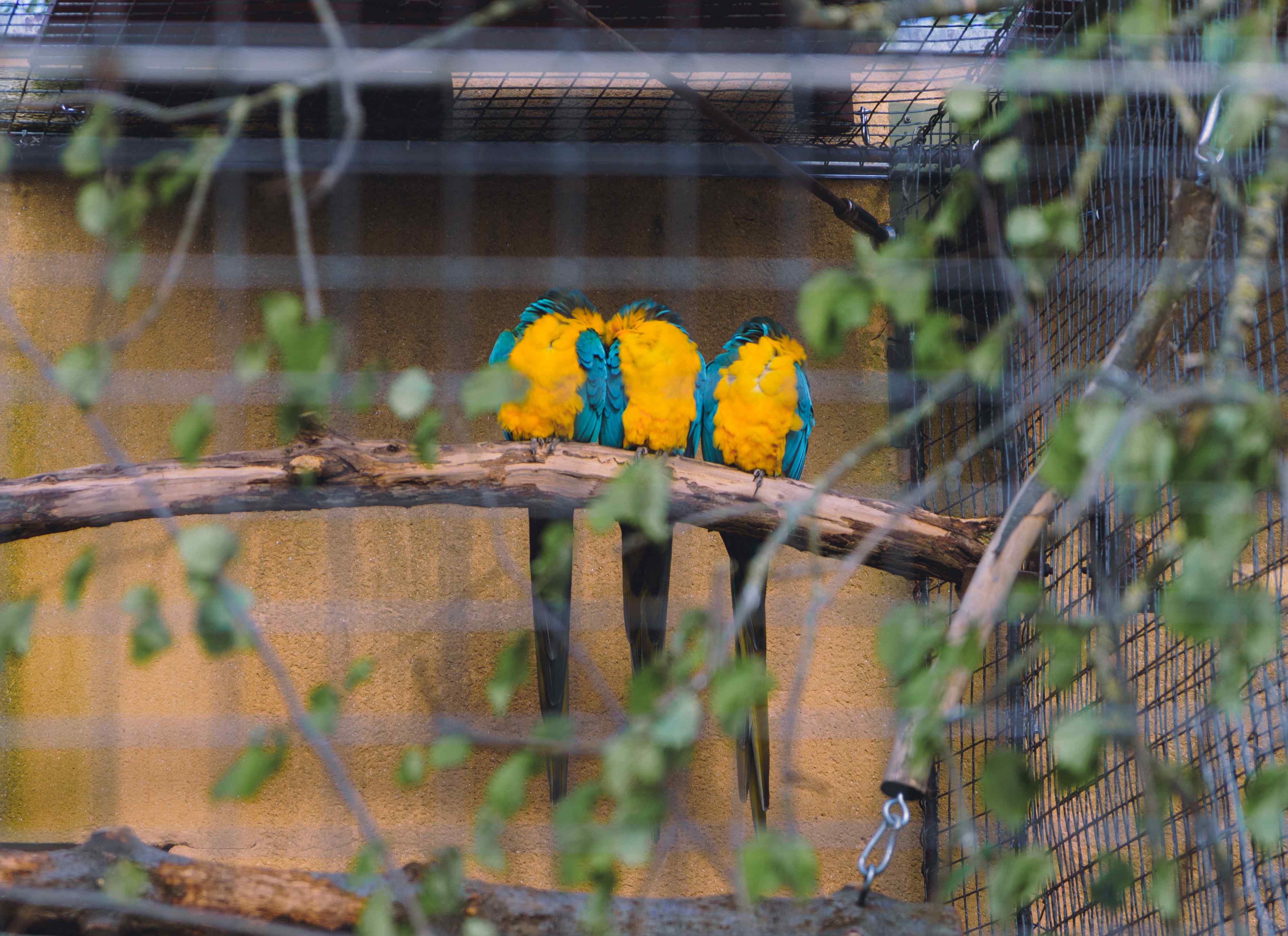 Three Macaws